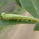 Image of Sarimarais bicolor Distant 1899