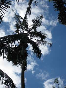 Image of Kentia Palm