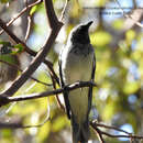 Coracina papuensis robusta (Latham 1801) resmi