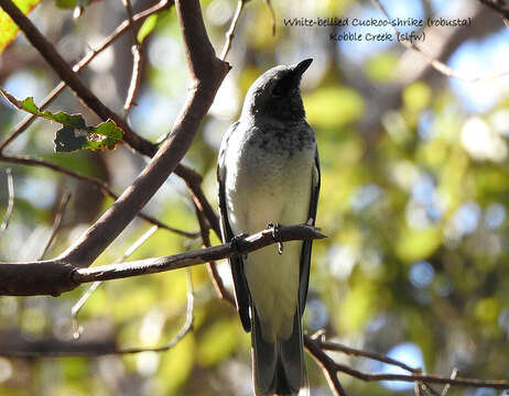 Imagem de Coracina papuensis robusta (Latham 1801)