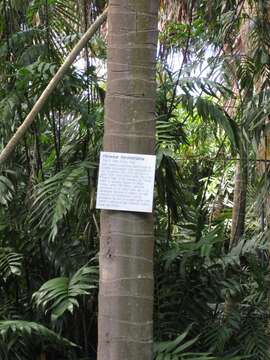 Image of Kentia Palm