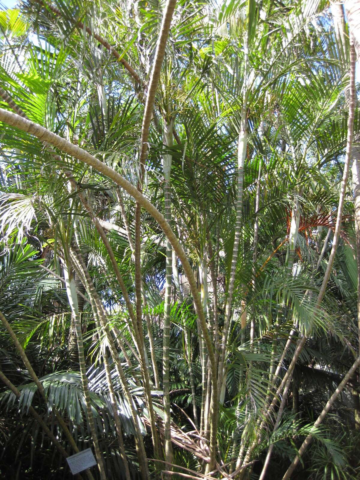 Image of Areca Palm