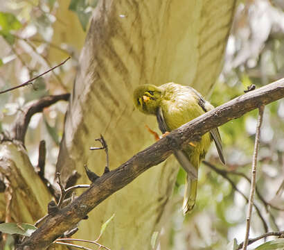 Image of Bell Miner