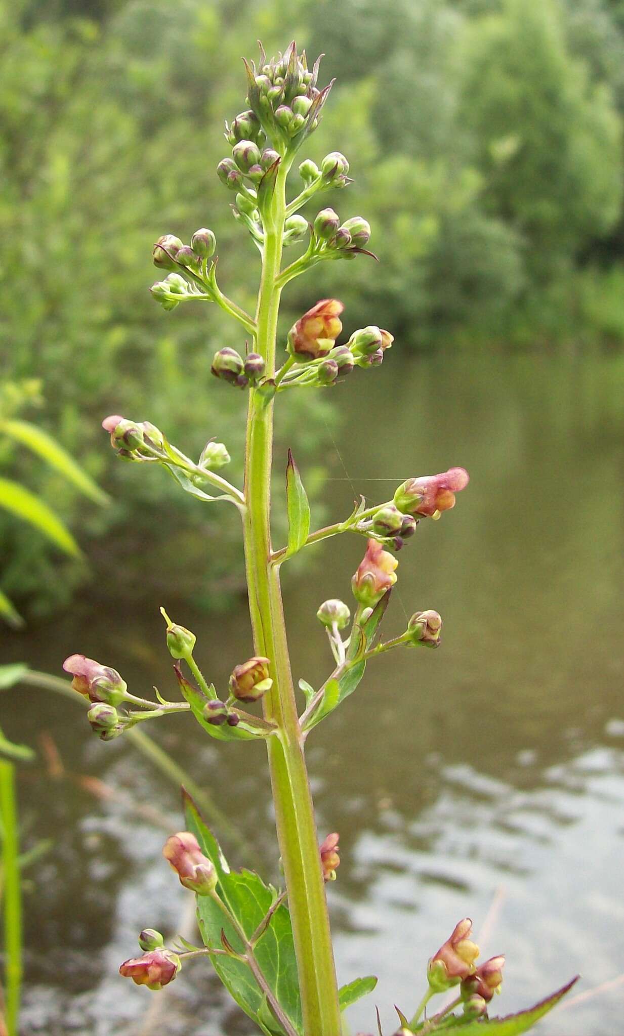 Imagem de Scrophularia umbrosa Dum.