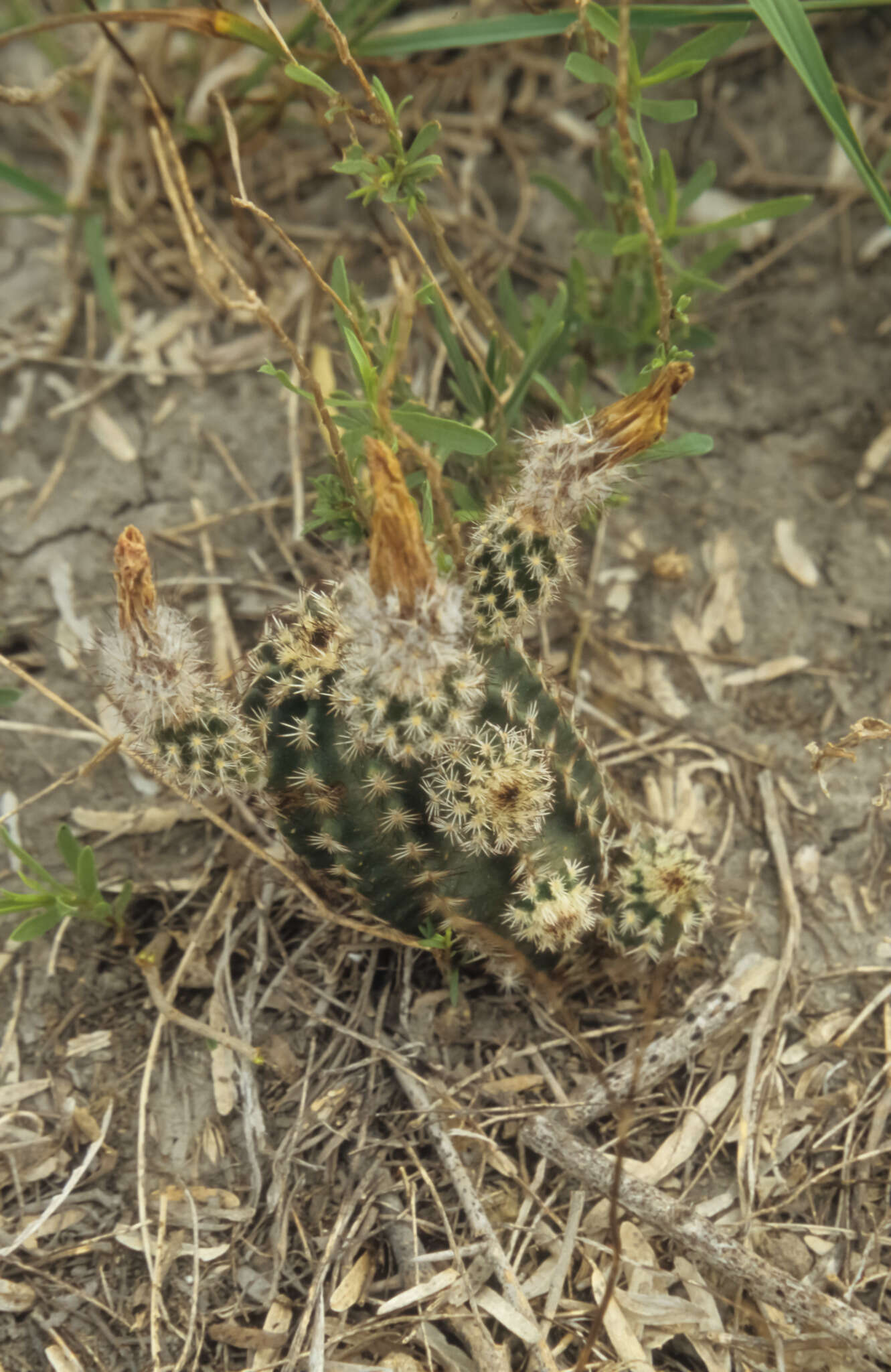Image of Echinocereus fitchii subsp. albertii