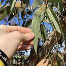 Image of Eucalyptus gittinsii subsp. gittinsii