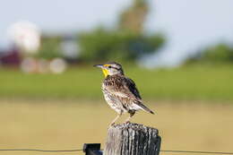 Image of Meadowlark