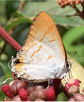 Слика од Hypolycaena thecloides (Felder 1860)