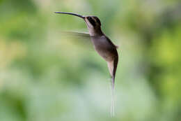 Слика од Phaethornis anthophilus (Bourcier 1843)