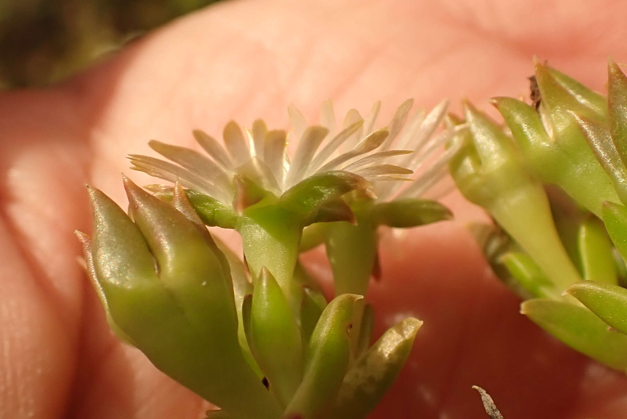 Image of Delosperma inconspicuum L. Bol.