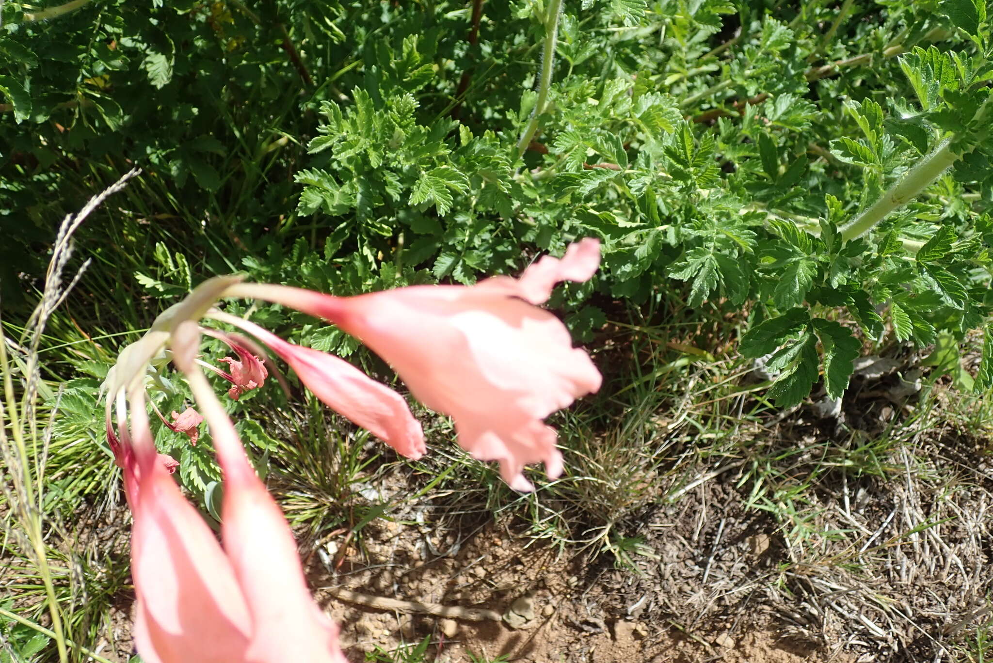 Image of Gladiolus oppositiflorus Herb.