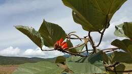 Image of Erythrina breviflora DC.