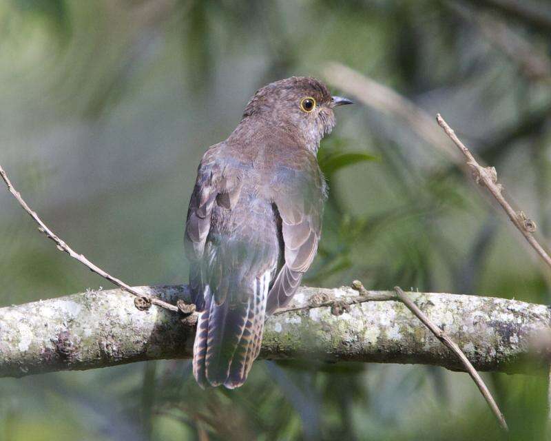 Image of Fan-tailed Cuckoo