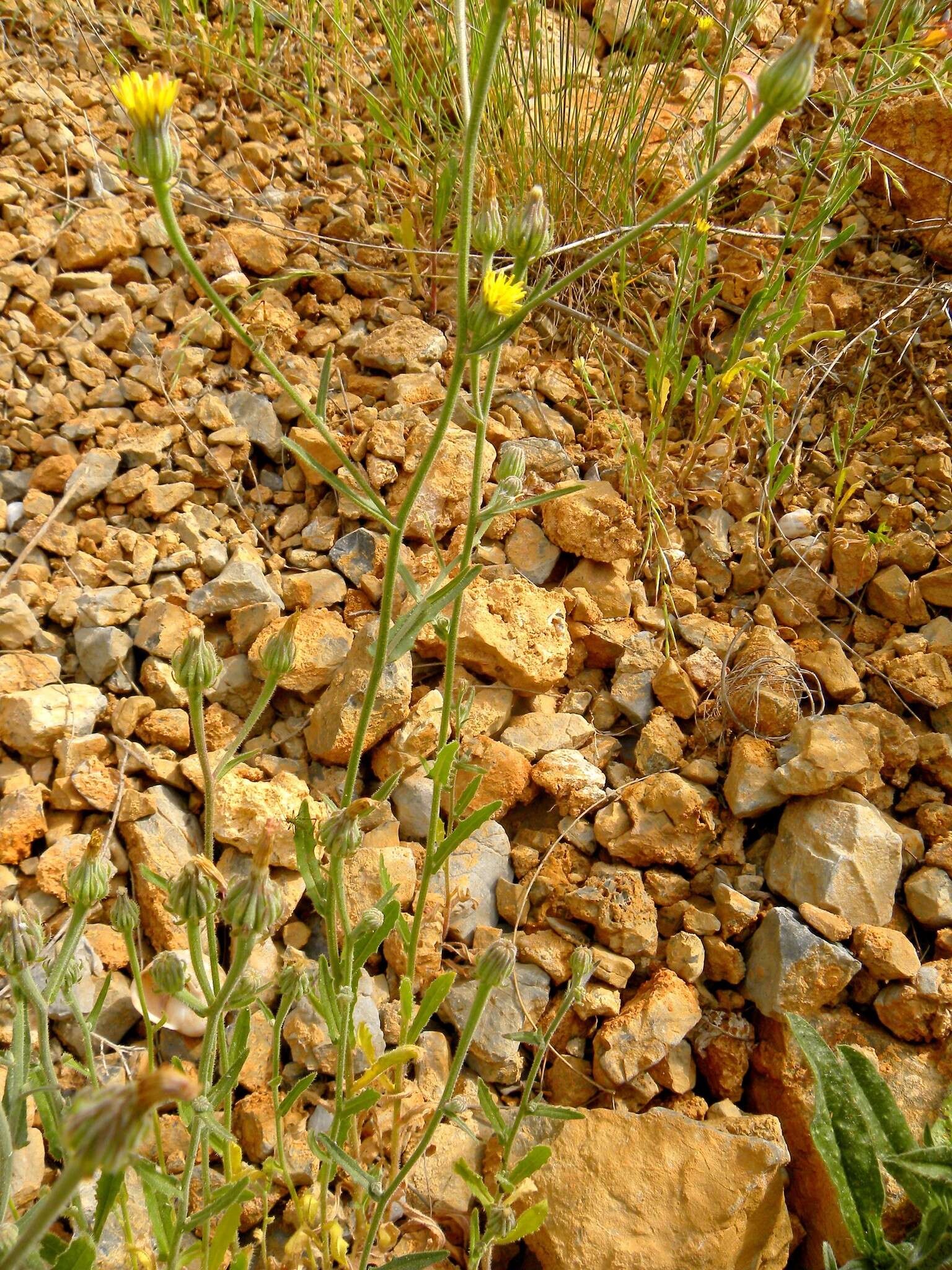 Image of smallflower oxtongue