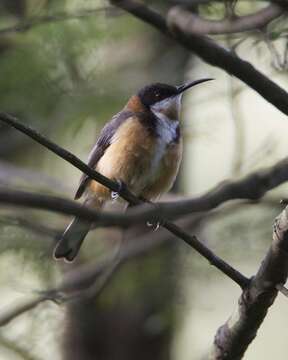 Image of Spinebill