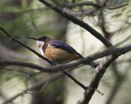 Image of Spinebill