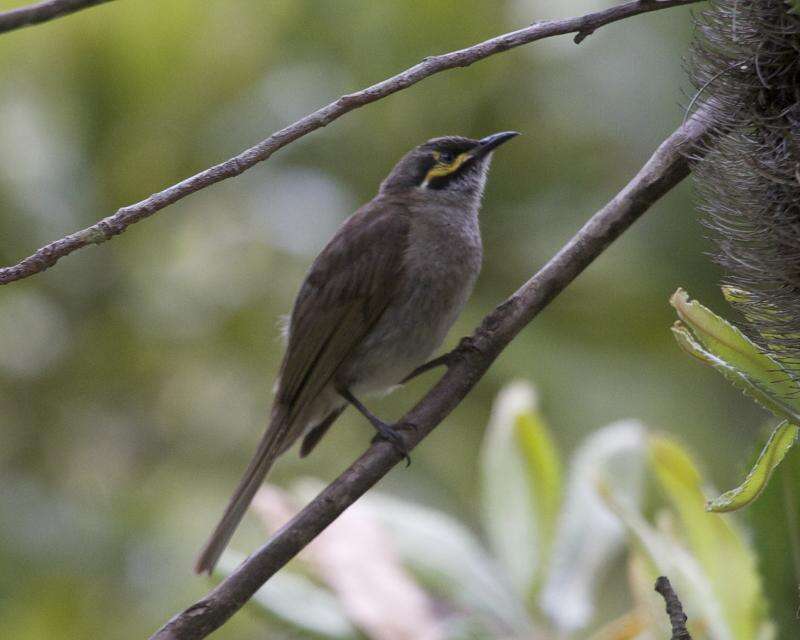 Image of Caligavis Iredale 1956