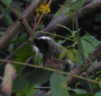 Image de Saguinus imperator imperator (Goeldi 1907)