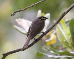 Image of Caligavis Iredale 1956