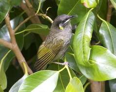 Image of Lewin's Honeyeater