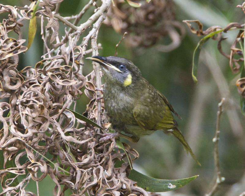 Image of Lewin's Honeyeater