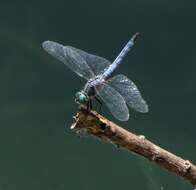 Image of Blue Dasher