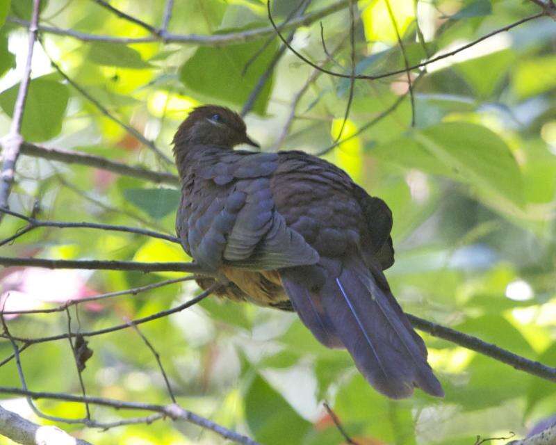 Image of Brown Cuckoo-Dove