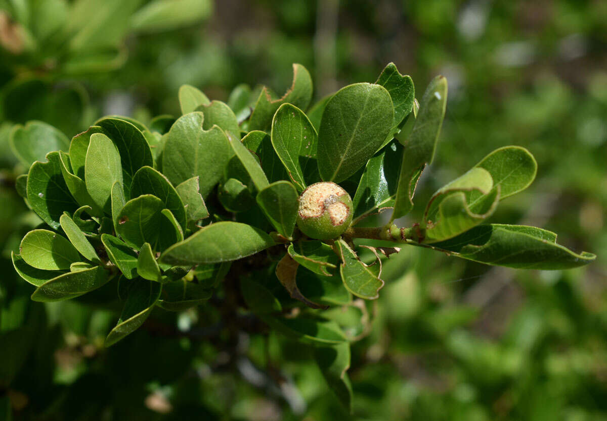 Plancia ëd Gardenia vilhelmii Domin