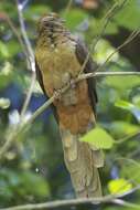 Image of Brown Cuckoo-Dove