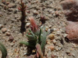 Image of Mesembryanthemum grossum (Soland.)