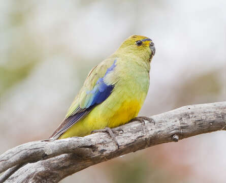 Image of Blue-winged Parrot