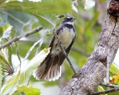 Image of Grey Fantail