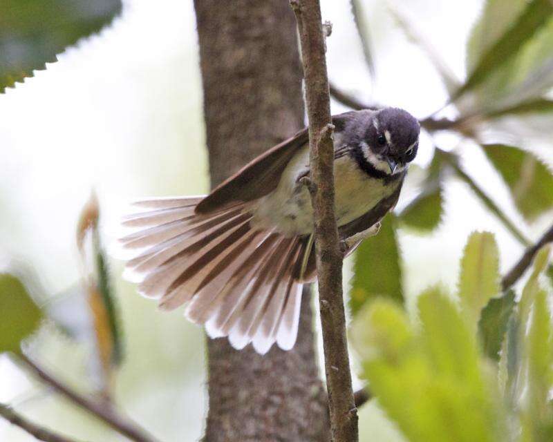 Image of Grey Fantail