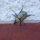 Image of Eastern Hercules Beetle