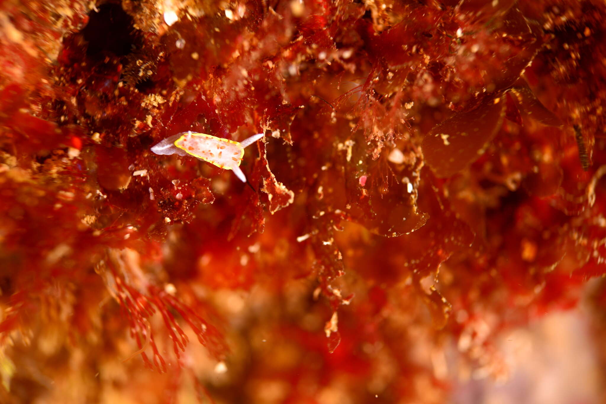 Image of Diaphorodoris papillata Portmann & Sandmeier 1960