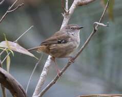 Image of Acanthizidae