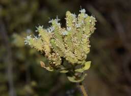 Image of Origanum vulgare subsp. viridulum (Martrin-Donos) Nyman