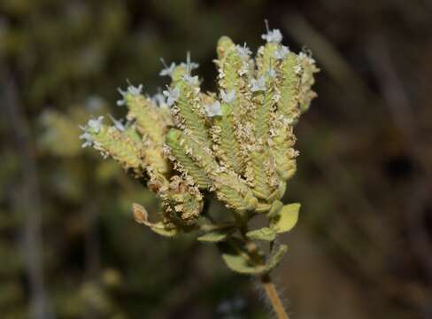 Imagem de Origanum vulgare subsp. viridulum (Martrin-Donos) Nyman