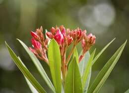 Image of Oleander