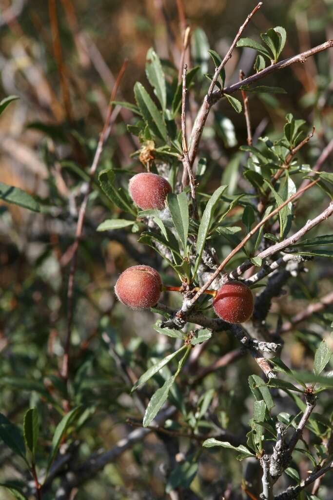 Imagem de Prunus pedunculata (Pall.) Maxim.