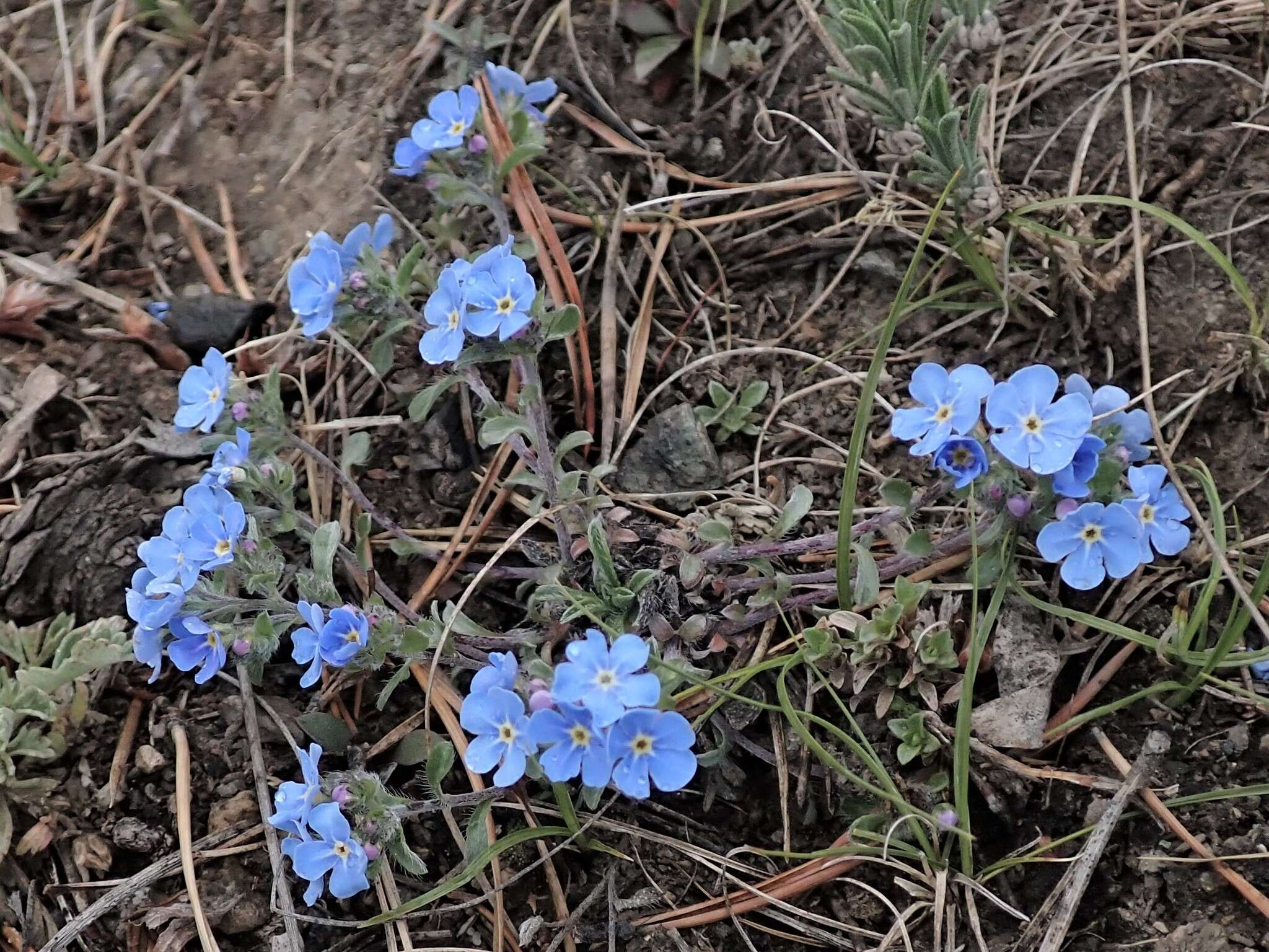 Plancia ëd Eritrichium rupestre (Pall. ex Georgi) Bunge