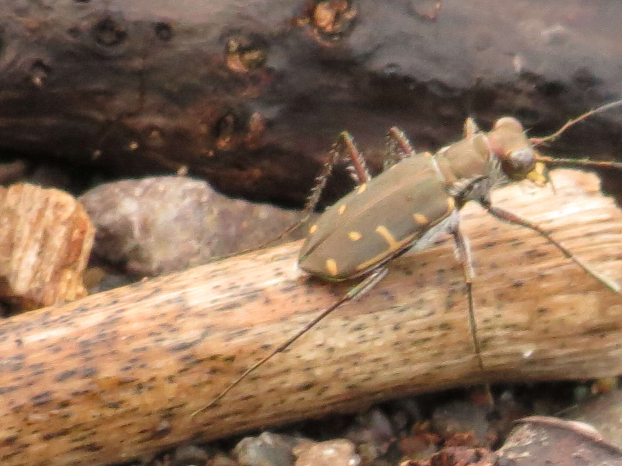 Sivun Cicindela (Cicindelidia) roseiventris Chevrolat 1834 kuva