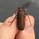 صورة Tragosoma pilosicornis Casey 1890