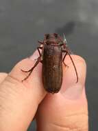 صورة Tragosoma pilosicornis Casey 1890