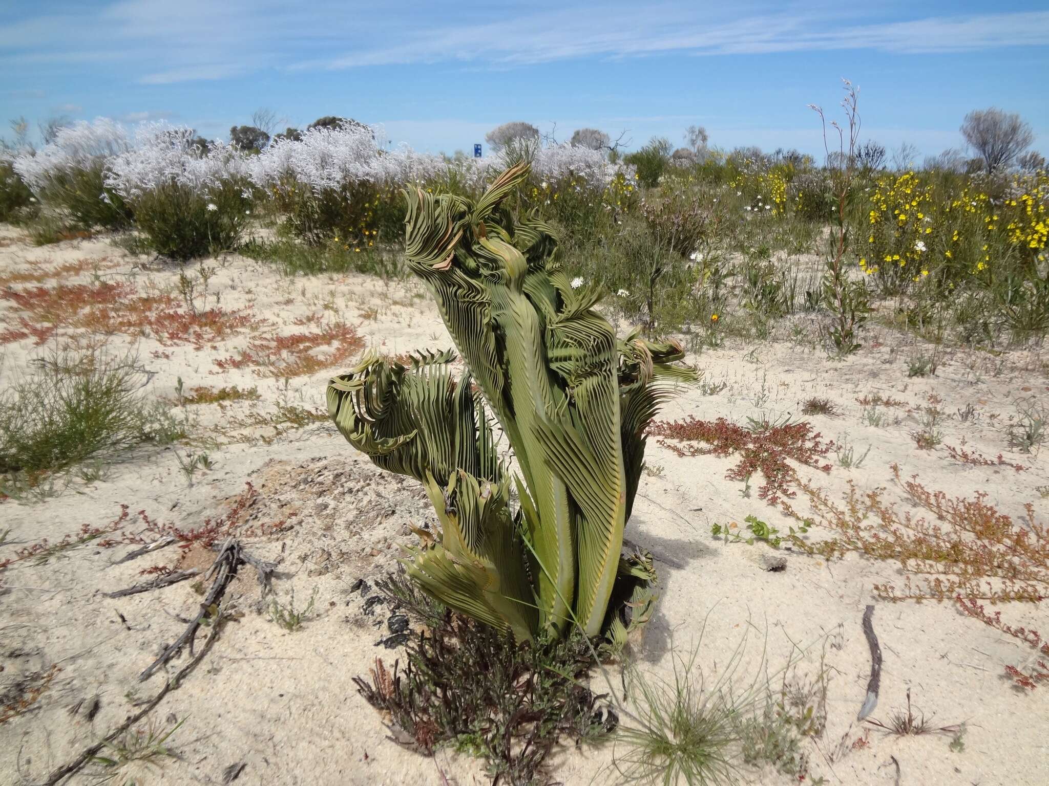 Image of Macrozamia fraseri Miq.