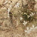 Image of Dianthus plumarius subsp. regis-stephani (Rapaics) Baksay