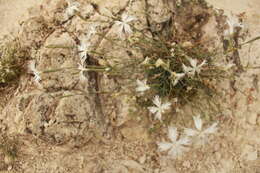 Image of Dianthus plumarius subsp. regis-stephani (Rapaics) Baksay