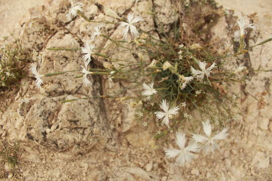 صورة Dianthus plumarius subsp. regis-stephani (Rapaics) Baksay