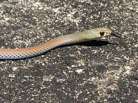 Image of Yellow-Faced Whip Snake