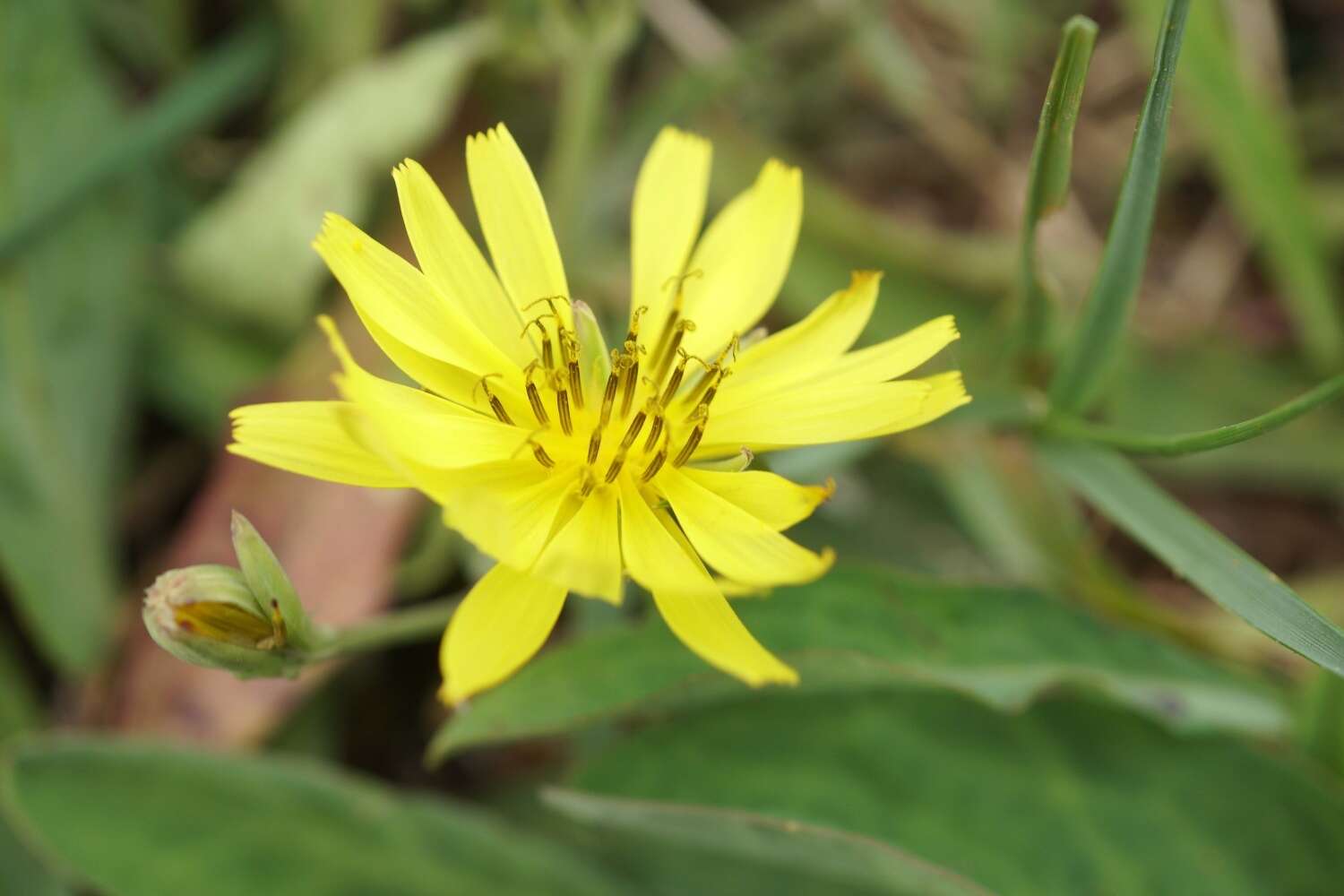 Sivun Ixeris japonica (Burm. fil.) Nakai kuva